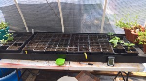 Tomato Seedlings 0 Days   